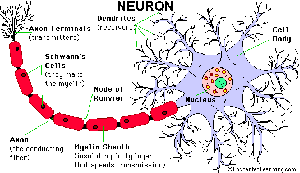 neuron.gif